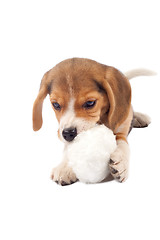 Image showing  beagle puppy chewing on a fur ball