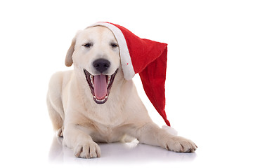 Image showing Labrador retriever laughing