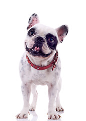 Image showing  french bulldog looking curious