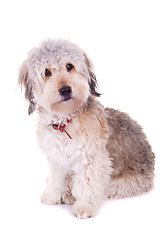 Image showing above view of a bearded collie 