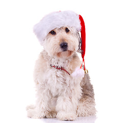 Image showing bearded collie with santa hat