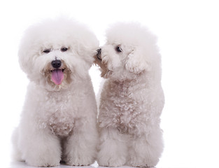 Image showing two happy bichon frise dogs