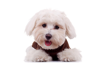 Image showing Bichon puppy with clothes