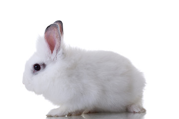 Image showing White cute rabbit