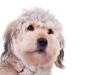 Image showing bearded collie