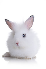 Image showing Little white rabbit