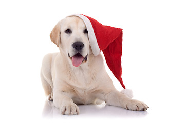 Image showing  retriever with red Santa Claus hat