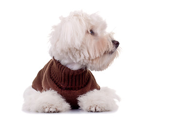 Image showing bichon wearing clothes 