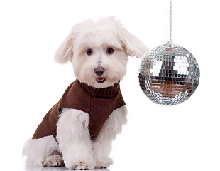 Image showing bichon and disco ball