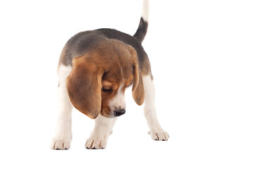 Image showing beagle looking at something