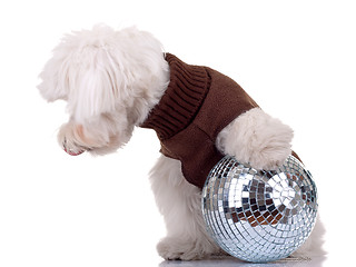 Image showing bichon  playing with disco ball