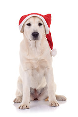 Image showing  retriever wearing a Santa hat