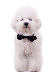 Image showing bichon frise with neck bow