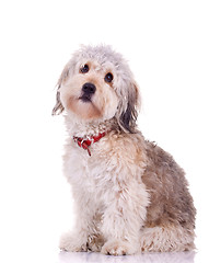 Image showing curious bearded collie 