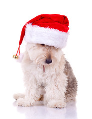 Image showing bearded collie with santa hat