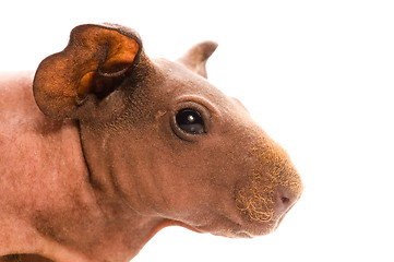 Image showing skinny guinea pig