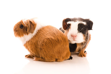 Image showing baby guinea pig