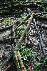 Image showing Tree Roots