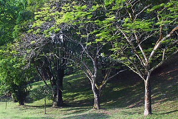 Image showing Tropical Trees