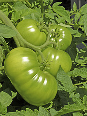 Image showing These are big green beefsteak tomatoes growing in a raised bed garden. The largest tomato was  almost 2 pounds.