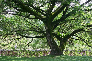 Image showing Tropical Trees