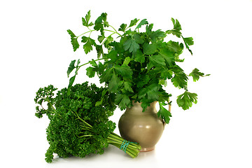 Image showing Parsley