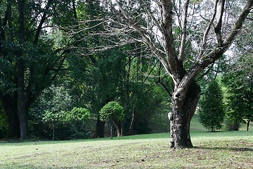 Image showing Tropical Trees