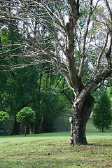 Image showing Tropical Trees