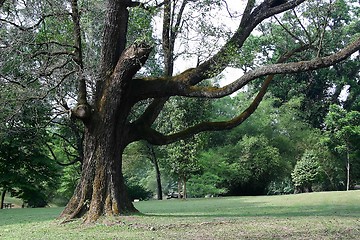 Image showing Tropical Trees