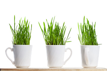 Image showing fresh green grass in coffee cups 