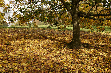 Image showing Autumn park