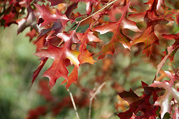 Image showing Autumn leaves