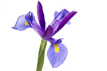 Image showing Iris