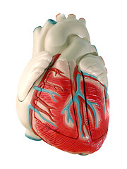 Image showing This is a medical (anatomically correct) model of the human heart, showing the ventricles and major vessels (aorta, other veins and arteries).(isolated on white background)