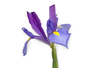 Image showing Iris