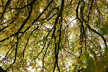 Image showing Autumn leaves