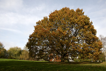 Image showing Autumn park