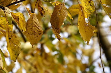 Image showing Autumn leaves