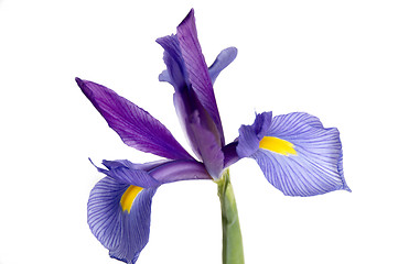 Image showing Iris