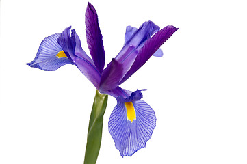 Image showing Iris