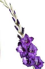 Image showing Gladiolus