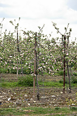 Image showing Apple orchard