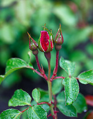 Image showing Rose buds.