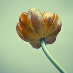 Image showing Yellow Tulip