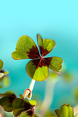 Image showing Four leaved Clover