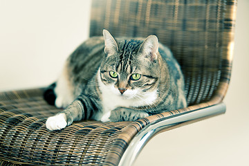 Image showing Lazy Cat