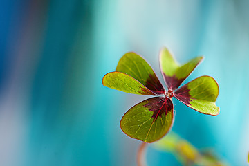 Image showing Four leaved Clover