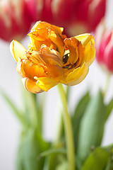 Image showing Yellow Tulip