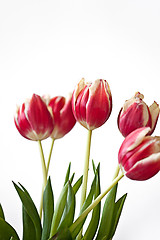 Image showing Red Tulips