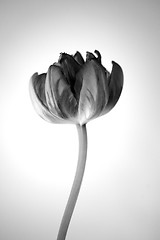 Image showing Retro Tulips